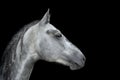 Gray Horse portrait close up isolated on black background Royalty Free Stock Photo