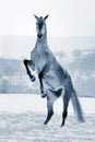 Gray horse rearing on snow