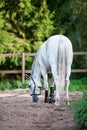 Gray horse resting after sports training in manege on ranch