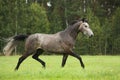 Gray horse running free at the field Royalty Free Stock Photo