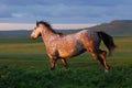 Gray horse running on hill on sunset