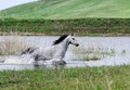 Gray horse running in water Royalty Free Stock Photo