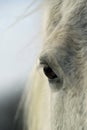 Gray Horses Eye