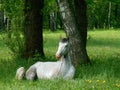 Gray horse sleeping on the green grass Royalty Free Stock Photo