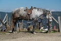 Gray horse sleeping while standing Royalty Free Stock Photo