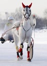 Gray horse trotter breed on the racetrack in the winter