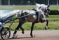 The gray horse trotter breed in trotting on hippodrome. Harness horse racing Royalty Free Stock Photo