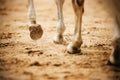 A gray horse walks through the arena, stepping with unshod hooves on the sand and kicking up dust with them. Horse riding Royalty Free Stock Photo