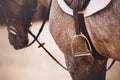 A gray horse is wearing a black leather saddle, a white saddlecloth, a bridle and a stirrup. Equestrian sports and sports Royalty Free Stock Photo