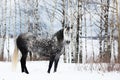 Gray horse on white snow Royalty Free Stock Photo