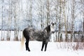 Gray horse on white snow Royalty Free Stock Photo