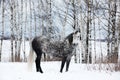 Gray horse on white snow Royalty Free Stock Photo