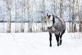 Gray horse on white snow Royalty Free Stock Photo