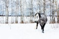 Gray horse on white snow Royalty Free Stock Photo