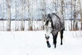 Gray horse on white snow Royalty Free Stock Photo