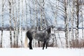 Gray horse on white snow Royalty Free Stock Photo