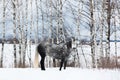 Gray horse on white snow Royalty Free Stock Photo