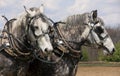 Gray Horses