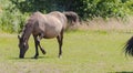 A Polish Konik mare in foal (pregnant) grazing in a meadow on a July day. Royalty Free Stock Photo