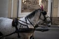 Gray horses pulling a tour carriage in Vienna Austria Royalty Free Stock Photo