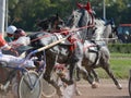 Horses trotter breed in harness horse racing on racecourse. Royalty Free Stock Photo