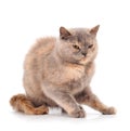 Gray house cat Royalty Free Stock Photo