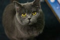 Gray house cat green Royalty Free Stock Photo