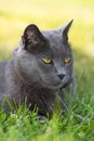 Gray house cat laying in the green, sunny garden. Adult kitten in the grass looking away Royalty Free Stock Photo