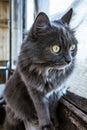 Gray house cat looking out the window Royalty Free Stock Photo