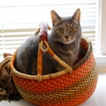 Gray house cat in an orange basket