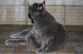 Gray house cat pedigreed thick Royalty Free Stock Photo
