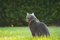 Gray house cat sitting in the green, sunny garden Royalty Free Stock Photo