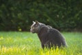 Gray house cat sitting in the green, sunny garden Royalty Free Stock Photo