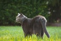 Gray house cat standing in the green, sunny garden Royalty Free Stock Photo