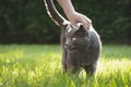 Gray house cat standing in the green, sunny garden. Human hand touches it from above Royalty Free Stock Photo