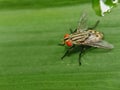 gray house fly close-up photoanimal Royalty Free Stock Photo