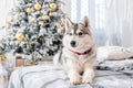 A gray husky dog lies on a bed against the background of Christmas and New Year decorations and a Christmas tree Royalty Free Stock Photo