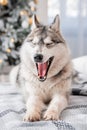 A gray husky dog lies on a bed against the background of Christmas and New Year decorations and a Christmas tree Royalty Free Stock Photo