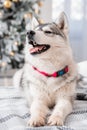 A gray husky dog lies on a bed against the background of Christmas and New Year decorations and a Christmas tree Royalty Free Stock Photo