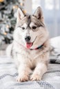 A gray husky dog lies on a bed against the background of Christmas and New Year decorations and a Christmas tree Royalty Free Stock Photo