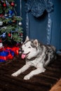 A gray husky dog lies on a fur rug against the backdrop of a Christmas tree and a decorative fireplace with his tongue out