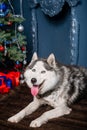 A gray husky dog lies on a fur rug against the backdrop of a Christmas tree and a decorative fireplace with his tongue out