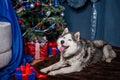 A gray husky dog lies on a fur rug against the backdrop of a Christmas tree and a decorative fireplace with his tongue out