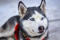 Gray husky dog. Snow dogs, racing, cute, blue eyes. Latvian winter Royalty Free Stock Photo