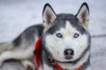 Gray husky dog. Snow dogs, racing, cute, blue eyes. Latvian winter Royalty Free Stock Photo