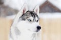 Gray husky dog standing in blizzard head portrait. Different eye
