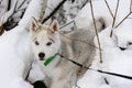 Gray Husky puppy walking in winter forest Royalty Free Stock Photo