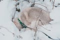 Gray Husky puppy walking in winter forest Royalty Free Stock Photo