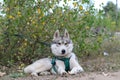 gray husky waiting for the race