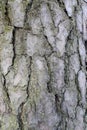 Gray inconspicuous bark of a spring tree covered with bright colors of moss and lichen